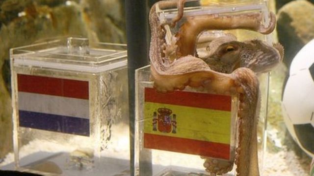 Paul the octopus chooses Spain to win the World Cup on 9 July, 2010
