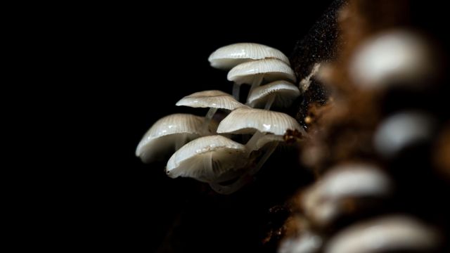 உயிரொளிர் காளான் 