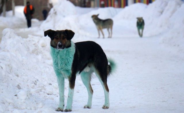Dogs with green fur, Podolsk, 18 Feb 21