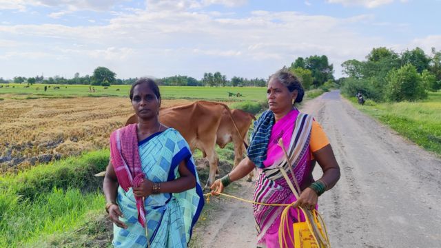 என்.எல்.சி  சுரங்க விரிவாக்க பணிக்கு நெல் பயிர்கள் அழிப்பு கிராம மக்கள் போராட்டம்