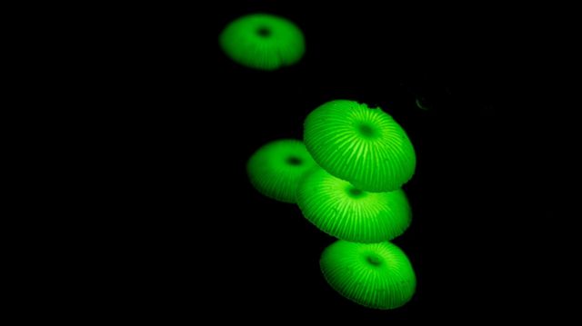 உயிரொளிர் காளான் 