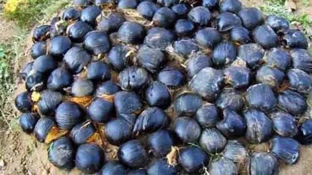 கடல் அரிப்பை தடுக்க உதவுமா பனை மரம்