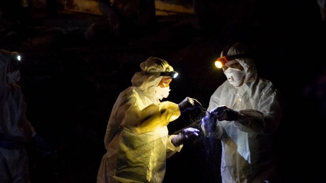 Científicos estudian murciélagos en una cueva en Tailandia.