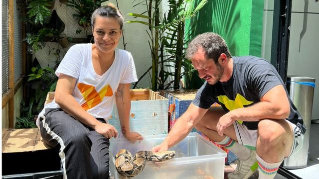 Jiboia, Roched Seba e veterin&aacute;ria