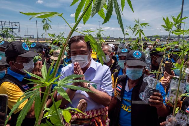 Health Minister Anutin Charnvirakul greeted by supporters clutching donated cannabis plants in Buriram