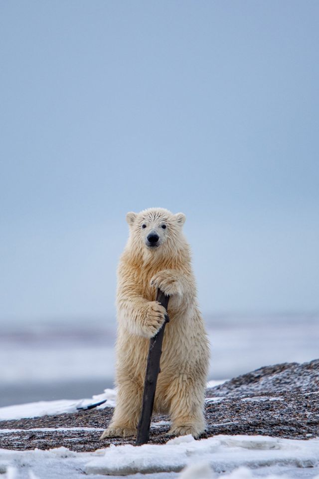 Polar bear