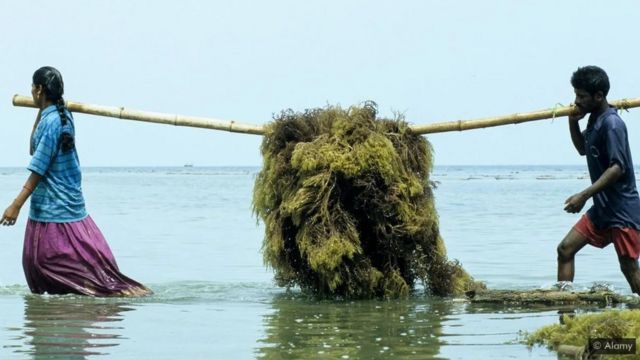 A man and a woman carry seaweed