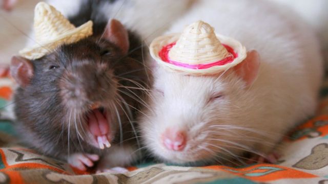 Dois ratos de estimação com chapeuzinho