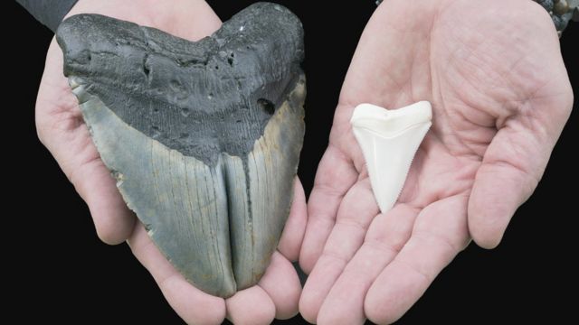A sinistra il dente di un megalodonte, mentre a destra il dente di un grande squalo bianco.