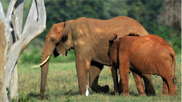 Eléphants, Afrique