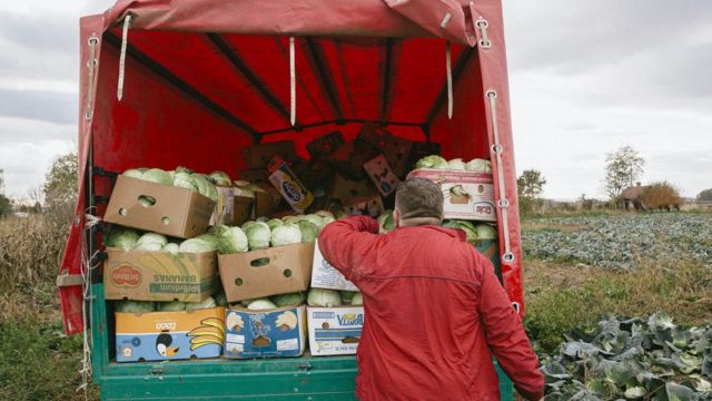 Kupus je utovaren i sve je spremno za polazak kamiona