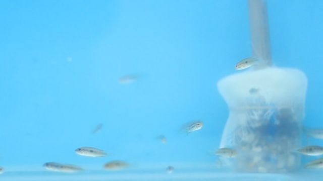 Peixes em um dos ambientes simulados pelo Inpa