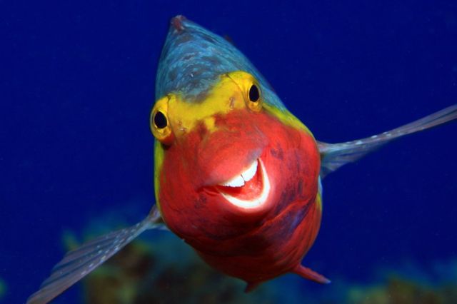 在鏡頭前笑逐顏開的鸚鵡魚