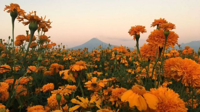 Campo con la flor de cempasúchil.