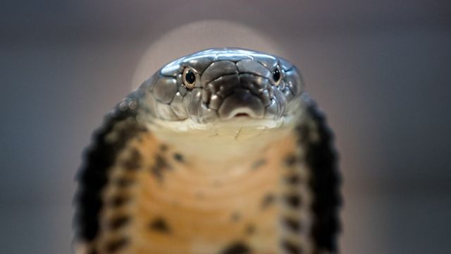 నల్లతాచు పడగ