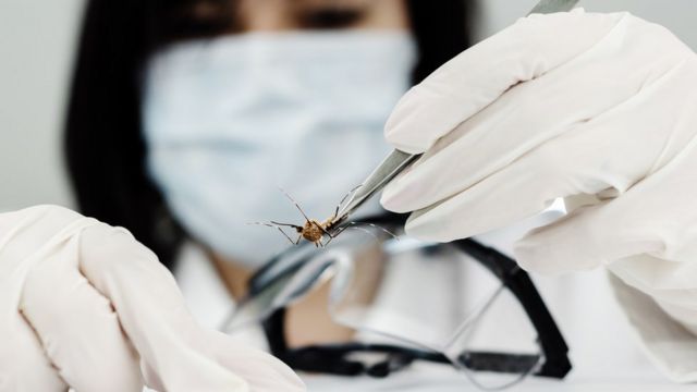 Mosquito transmissor da zika
