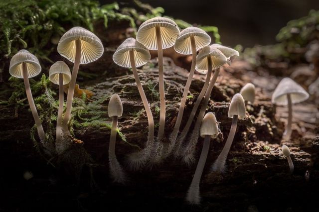 Grupo de fungos que crescem de um tronco com musgo