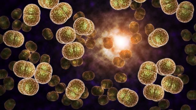 Gonorrhoea 'could become untreatable'