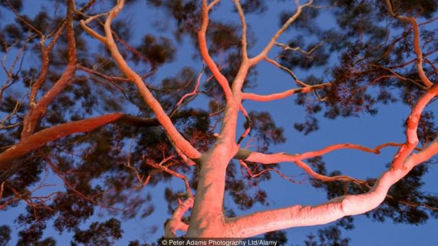 Qué nos pueden enseñar los árboles sobre la vida y la felicidad - BBC News  Mundo