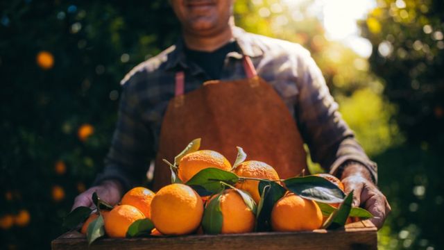 homem plantação de laranja