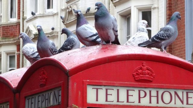 Pombo-correio coloca inteligência britânica em xeque