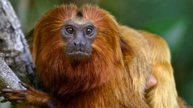 Comment vacciner des singes pourrait prévenir la prochaine pandémie - BBC  News Afrique