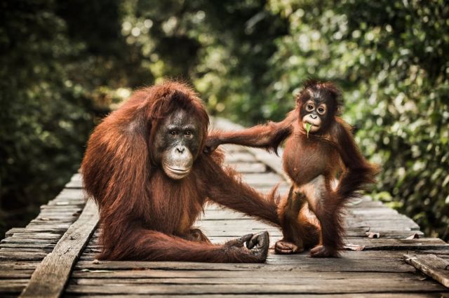 Induk orang utan dan bayinya