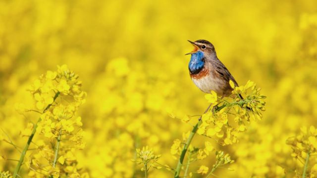 Bluethroat singing in an oilseed rape field.