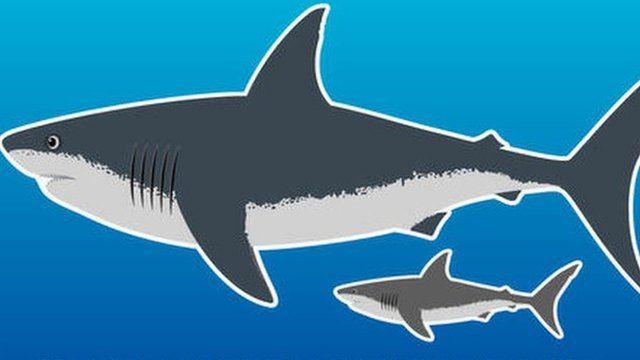 Super-fast giant prehistoric shark discovery - CBBC Newsround