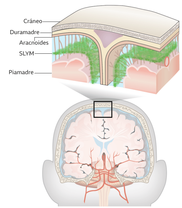 SLYM cerebro