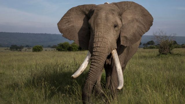 Elefante em Mara North, no Quênia