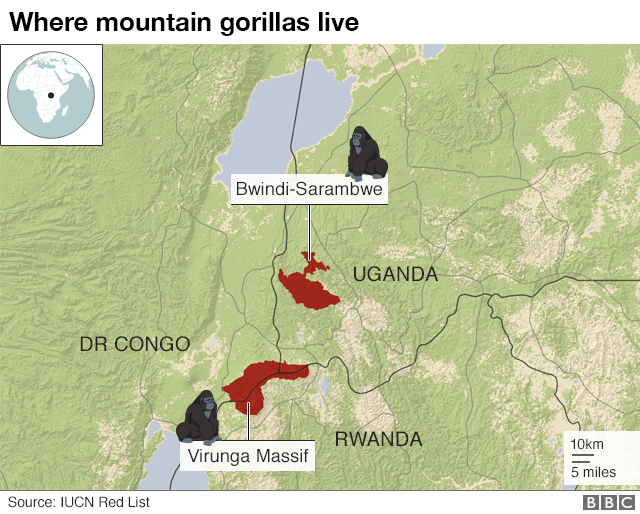 'Conservation successes' bring hope for mountain gorilla