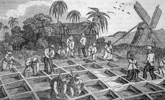 Ilustración de una plantación de azúcar en las islas del Caribe, en 1833.