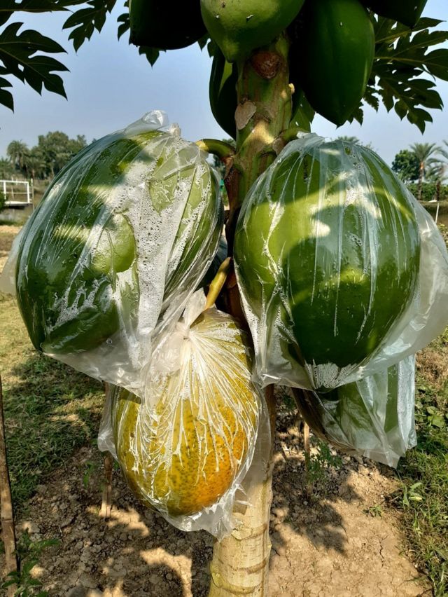 অনেক কৃষকই এখন আগ্রহী হচ্ছেন।