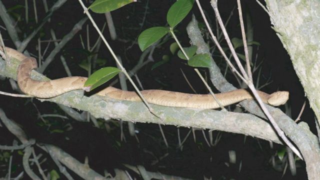 A ilha do litoral de São Paulo com a segunda maior concentração de cobras  do planeta - BBC News Brasil