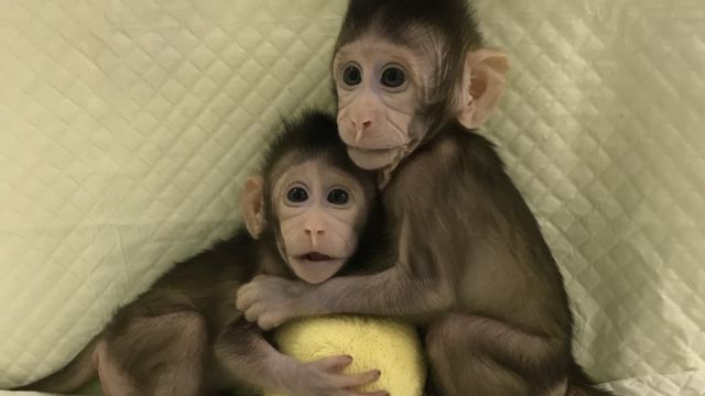 中国の研究所 クローン猿作成に初成功 cニュース
