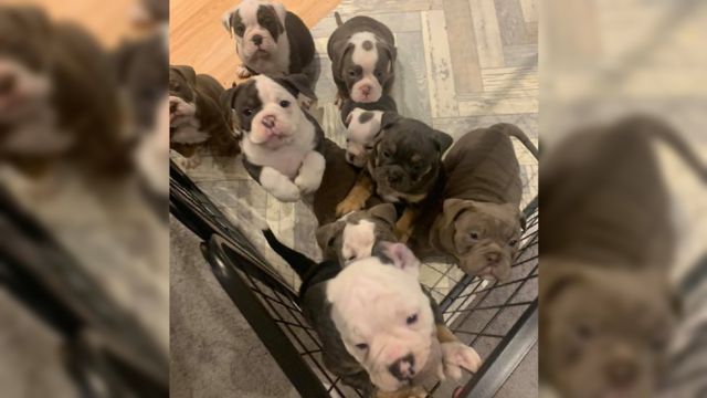English Bulldog Puppies Returned Home By Pawsome Police Work Bbc News