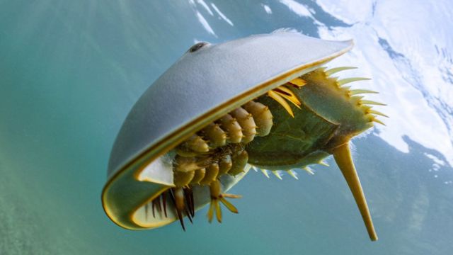 Dog-sized scorpion terrorized the seafloor some 400 million years