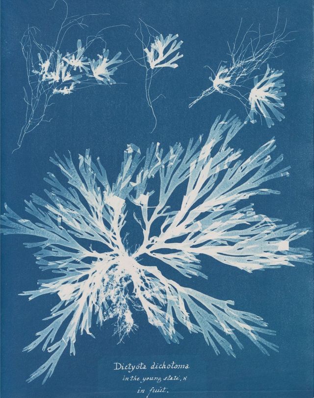 Cianotipia fotograma hecho por Atkins, parte de su libro de 1843, British Algae: Cyanotype Impressions.