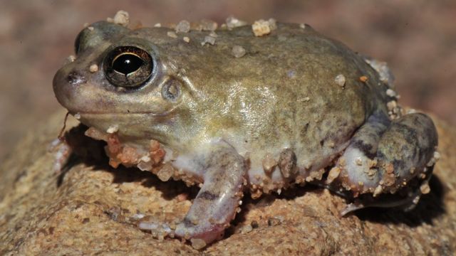 Os Sapos Da Caatinga Brasileira Que Ficam Enterrados Na Areia Sem Comer Por Mais De 2 Anos Bbc News Brasil Imagenes de sapos y ranas. os sapos da caatinga brasileira que