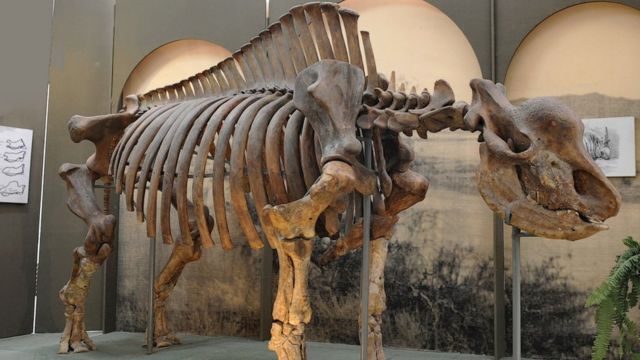 El esqueleto del rinoceronte "unicornio siberiano" en el Museo de Stavropol, Rusia