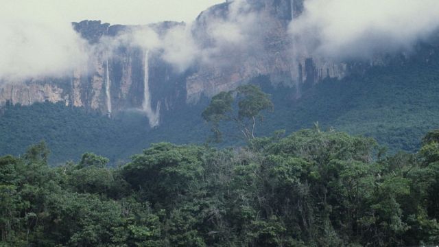 El hallazgo del árbol más alto del Amazonas (y por qué es una incógnita su  gran tamaño) - BBC News Mundo