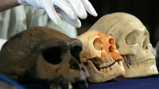 Cráneos de Homo floresiensis