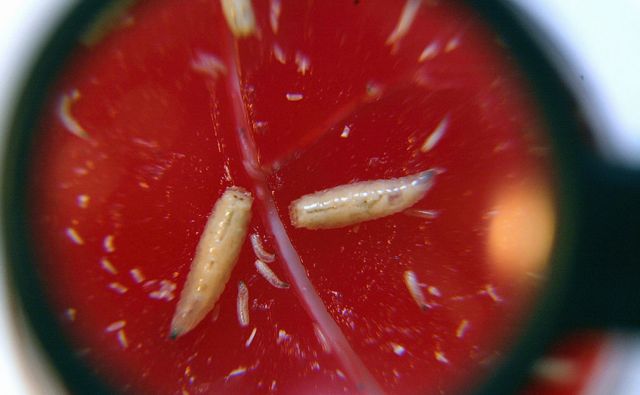 Larvas usadas pela BioMonde