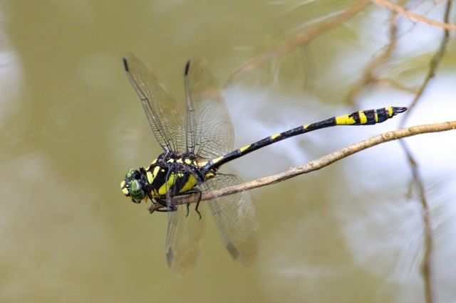 தட்டான்பூச்சி கணக்கெடுப்பு