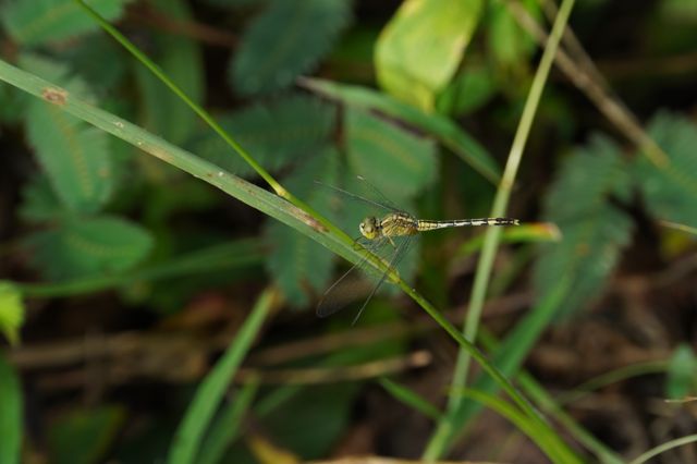 தட்டான்பூச்சி கணக்கெடுப்பு