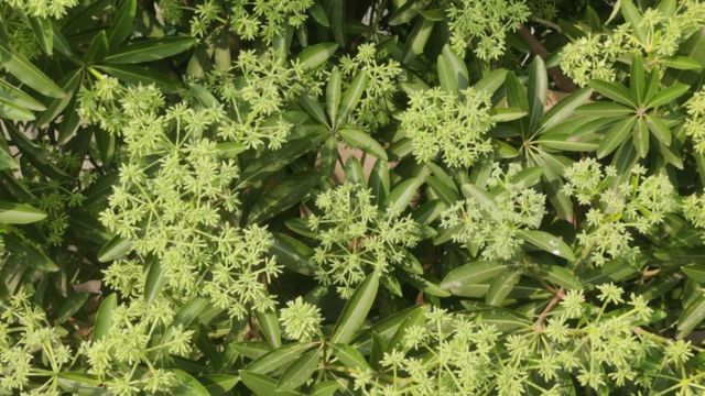 எடக்குலா மரங்கள், பேய் மரம்