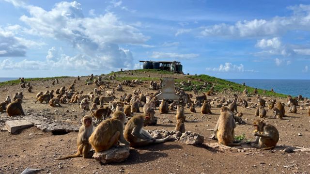 Macacos se alimentam em Cayo Santiago 