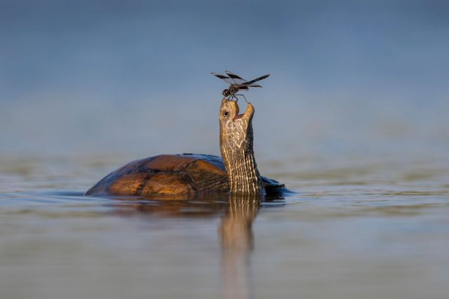 A swamp turtle with its head poking up above its shell with a dragonfly standing on the edges of its open mouth