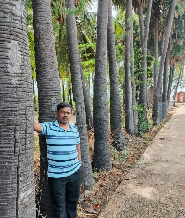 கடல் அரிப்பை தடுக்க உதவுமா பனை மரம்